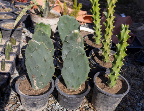 Opuntia and Euphorbia propagation in spring