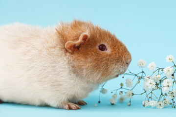 Funny Guinea pig with flowers on blue background
