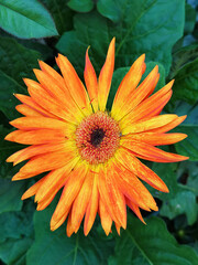 Close-up of African chrysanthemum flowers