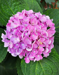 pink hydrangea flowers in garden