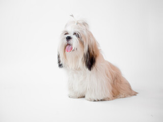 Shih Tzu puppy dog sitting on white background