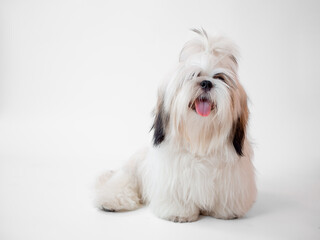 Shih Tzu puppy dog sitting on white background