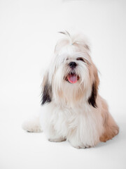 Naklejka na ściany i meble Shih Tzu puppy dog sitting on white background