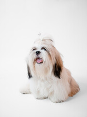 Shih Tzu puppy dog sitting on white background