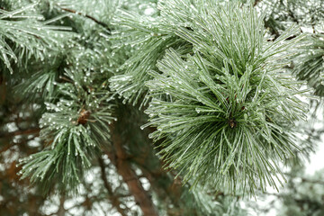 Closeup view of icy pine tree branches outdoors