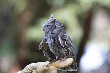 A tiny little screech owl