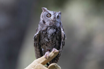 A tiny little screech owl