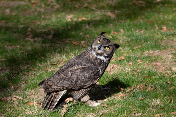 A rehabilitating great horned owl