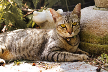 A black and white brown cat is sleeping comfortably and cute.
