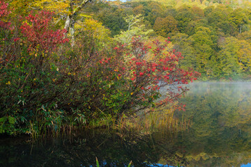 水辺のナナカマド