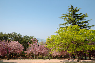 Obraz premium Bulguksa Temple spring cherry blossoms garden in Gyeongju, Korea
