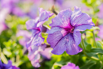 Purple petunia flower blooming field in garden with blurry background & soft sunlight. flowers blooming on softness style in spring summer under sunrise