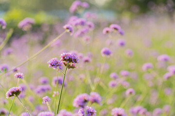 pastel purple verbena bonariensis flower blooming field in garden with blurry background and soft sunlight. flowers blooming on softness style in spring summer under sunrise