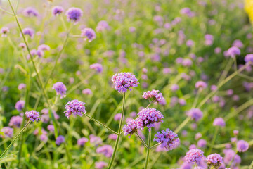 pastel purple verbena bonariensis flower blooming field in garden with blurry background and soft sunlight. flowers blooming on softness style in spring summer under sunrise