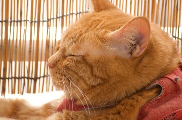 ベランダのすだれの前で寝むる猫