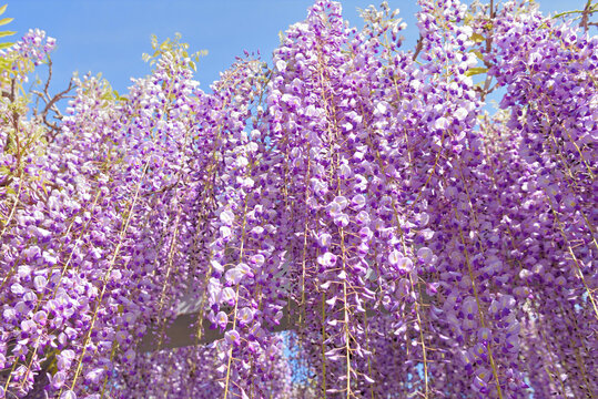 黄藤の花 の画像 531 件の Stock 写真 ベクターおよびビデオ Adobe Stock