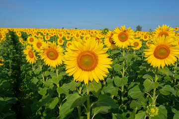 Field of yellow blooming sunflowers in the rays of the rising sun.