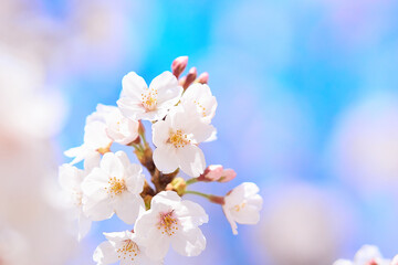 Japanese cherry tree in blossom