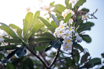 frangipani, grass field, leaves