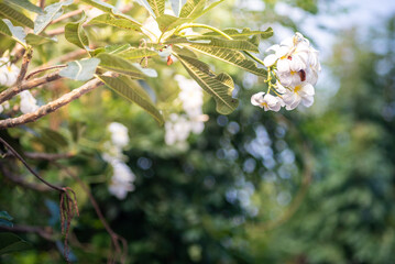 frangipani, grass field, leaves