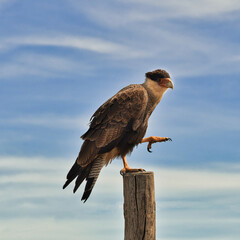 red tailed hawk Gavilan Patagonia Argentina 