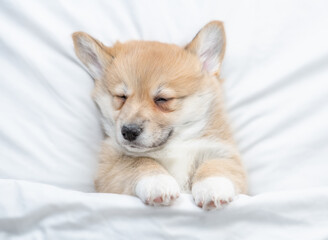 Cozy Welsh Corgi puppy sleeps under warm blanket on a bed at home. Top down view