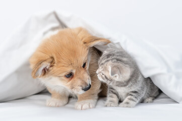 Friendly Pembroke welsh corgi puppy and baby kitten sniff each other under a warm blanket on a bed at home