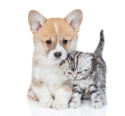 Cute Pembroke welsh corgi puppy and tender kitten stand together. isolated on white background