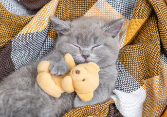 Cozy kitten sleeps with toy bear on  checkered plaid. Top down view