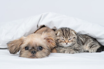 Tiny kitten sleeps with lazy Brussels Griffon puppy under warm blanket on a bed at home
