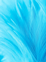 Fototapeta na wymiar Beautiful abstract blue feathers on white background, white feather texture and blue background, feather wallpaper, blue texture banners, love theme, valentines day , gray gradient