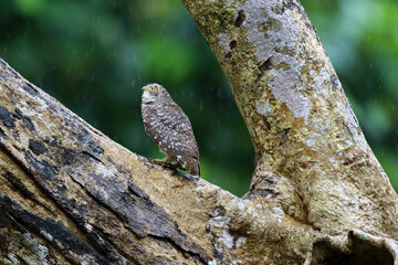 Little owl perching on a branch  in rain forest. Prachuap Khiri Khan province, Thailand