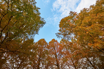 滋賀県メタセコイア並木道