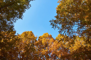 滋賀県メタセコイア並木道