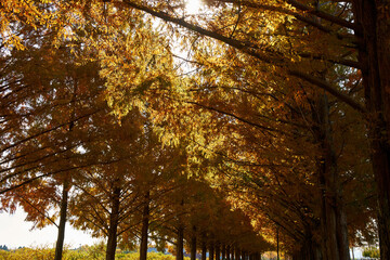 滋賀県メタセコイア並木道