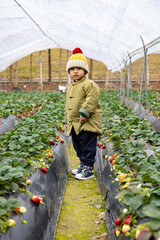 A little boy with a yellow hat stands in a strawberry field