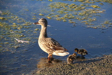 duck and ducklings, William Hawrelak Park, Edmonton, Alberta