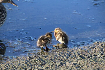 ducklings, William Hawrelak Park, Edmonton, Alberta