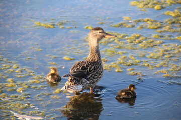 Mallard Family, William Hawrelak Park, Edmonton, Alberta