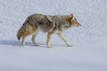 Yellowstone Winter Images 2022, West Yellow Stone, Geysers, Bison, Snow, Ice, Waterfalls Coyotes, Swans, Volcanic Features