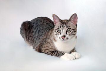 shorthair tabby cat on the floor