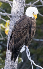 Yellowstone Winter Images 2022, West Yellow Stone, Geysers, Bison, Snow, Ice, Waterfalls Coyotes, Swans, Volcanic Features