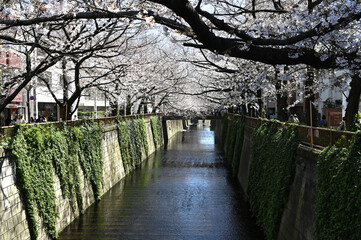 東京の目黒川の桜の花が咲く春の風景