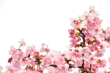 桜の花　白バック
