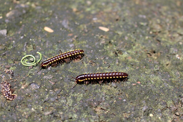 Caterpillar, worm, or maggot called "ulat" in Bali. Taken January 2022.