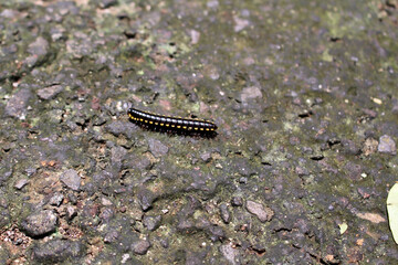 Caterpillar, worm, or maggot called 