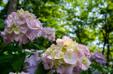 森林を背景にした満開の薄いピンク色の紫陽花が咲いている風景