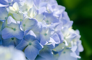 薄い青色した紫陽花のクローズアップ
