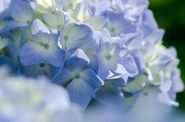 薄い青色した紫陽花のクローズアップ