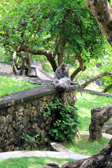 Monkeys helping each other to clean themselves, January 2022.